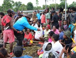 Gelar Acara Bakar Batu 7 Suku Simbol Persatuan Bentuk Dukungan Untuk Maximus-Peggi