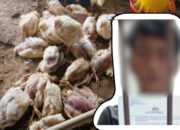 Polisi Tangkap Pemuda di Timika atas Dugaan Pencurian 153 Ekor Ayam Kampung Super