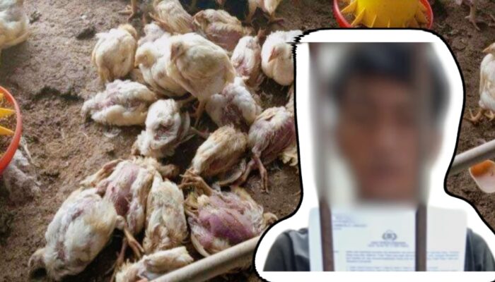 Polisi Tangkap Pemuda di Timika atas Dugaan Pencurian 153 Ekor Ayam Kampung Super
