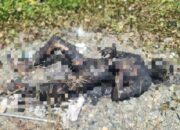 Mayat Gosong di Jalan WR Supratman Timika Diketahui Berjenis Kelamin Laki-Laki, Masih Berstatus Mr X