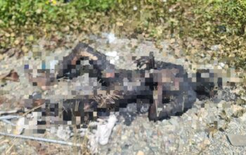 Mayat Gosong Ditemukan di Lahan Kosong Jalan WR Supratman Timika