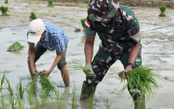 Danrem 173/PVB Pimpin Tanam Padi Perdana, Tegaskan Komitmen TNI Wujudkan Ketahanan Pangan Papua