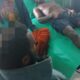 KKB Pimpinan Kalenak Murib Serang Warga Sipil dan Bakar Honai di Puncak, Tiga Orang Tewas