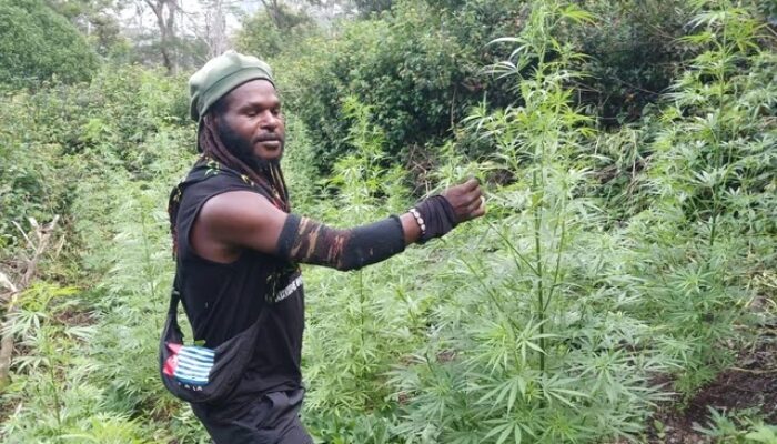 Egianus Kogoya Diduga Danai KKB Lewat Peredaran Narkoba