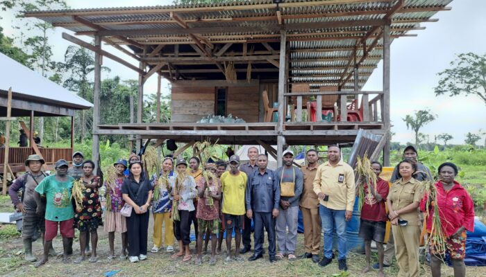 Petani Kamoro Iwaka Garap 80 Hektare Lahan, Hasilkan Padi hingga Kopi