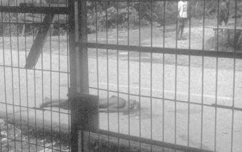 Terlindas Truk di Jalan Poros Timika-Poumako, Seorang Pejalan Kaki Tewas di Tempat