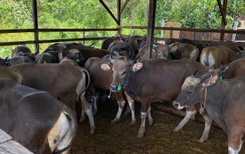 Cegah Penyakit, Balai Karantina Papua Tengah Periksa Ketat 668 Hewan Kurban yang Masuk ke Timika
