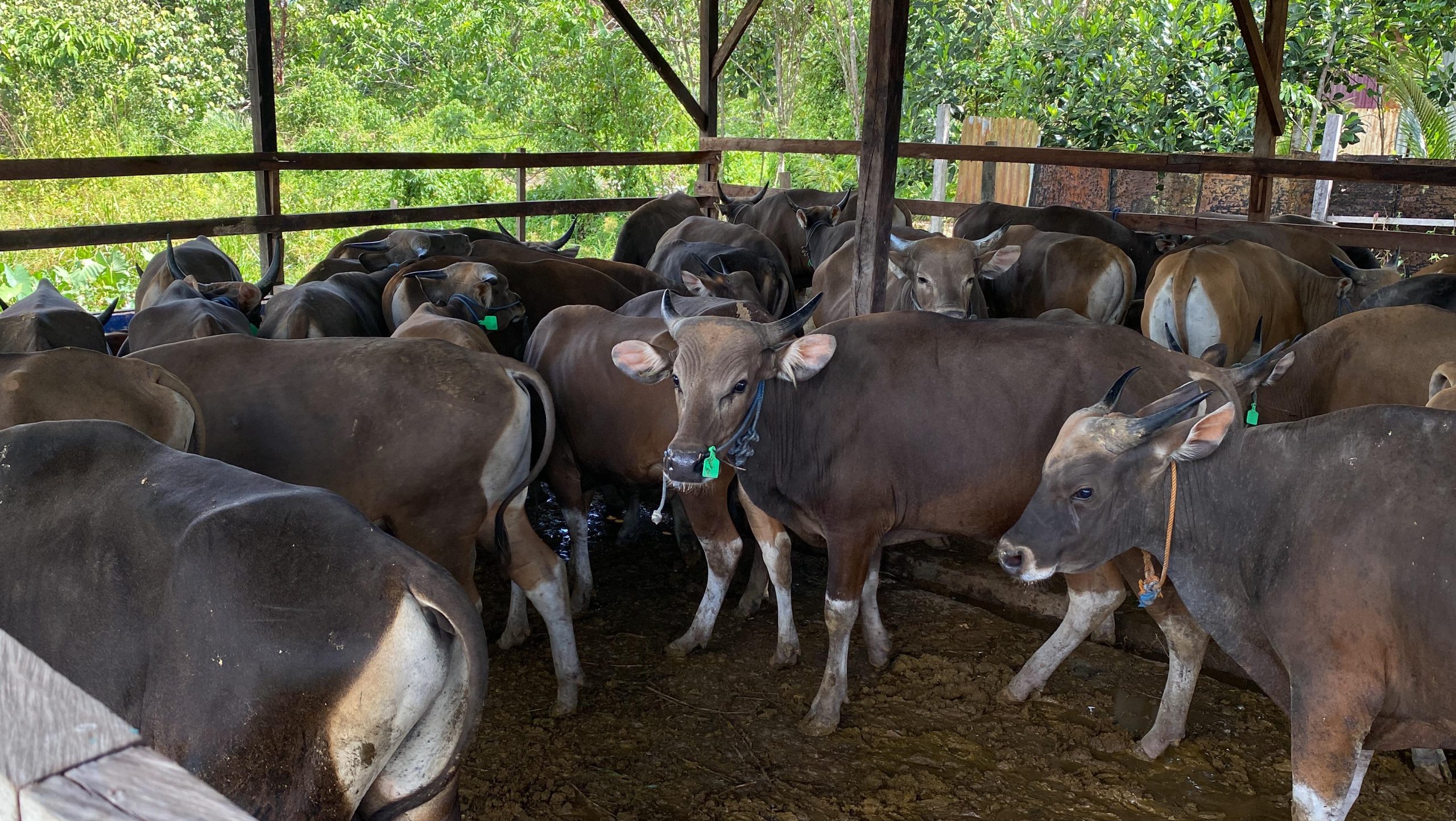Cegah Penyakit, Balai Karantina Papua Tengah Periksa Ketat 668 Hewan Kurban yang Masuk ke Timika