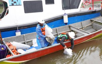 Freeport Lepas 10.000 Bibit Baramundi dan 1.000 Kepiting Bakau di Pesisir Mimika