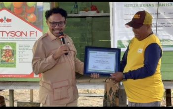 Korwil BGN Nabire Blusukan ke Petani Tomat, Serap Aspirasi dan Pastikan Kesiapan Pasok Program MBG