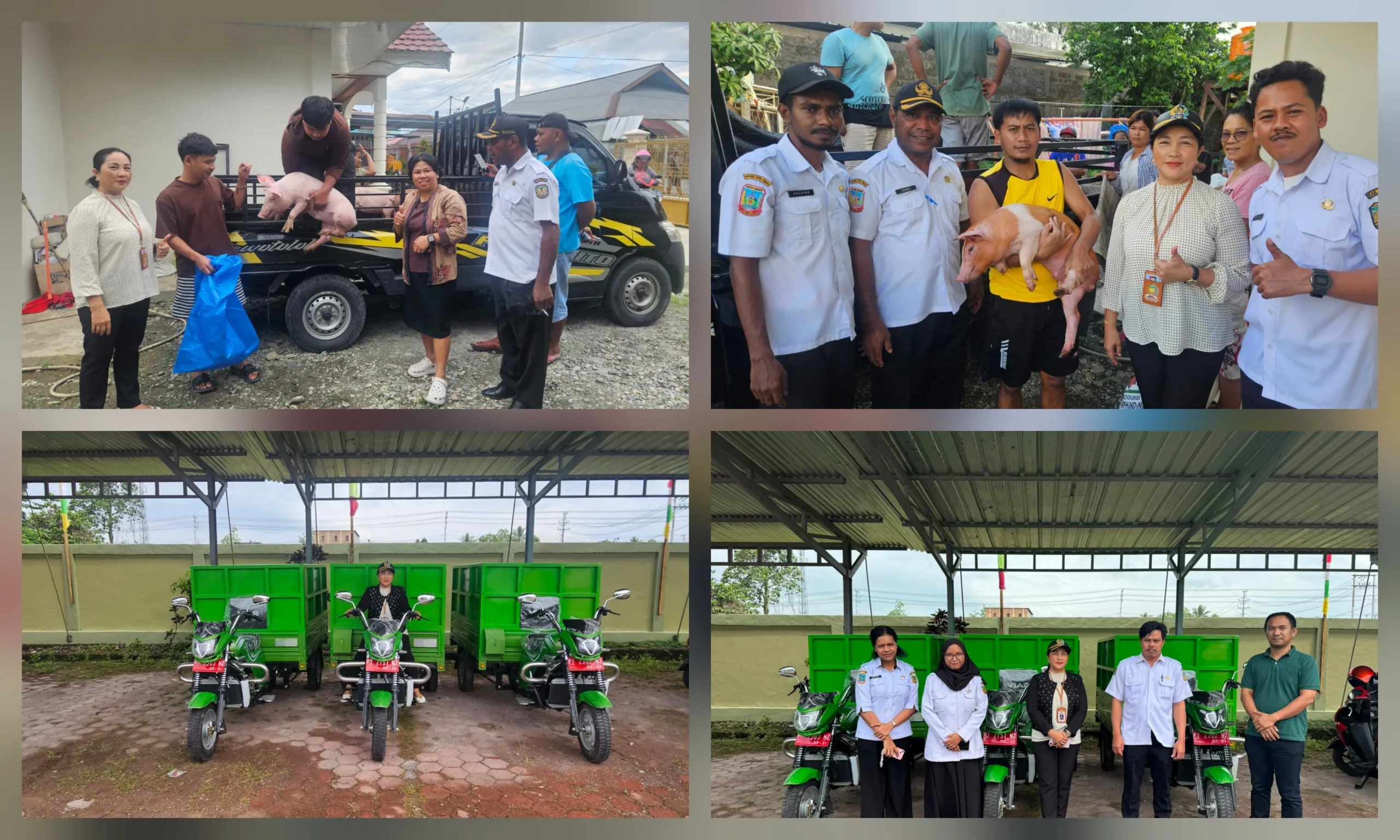 Pokir Berdampak, Srikandi Golkar Mery Salurkan Bentor dan Ternak Babi untuk 100 KK di Distrik Wania